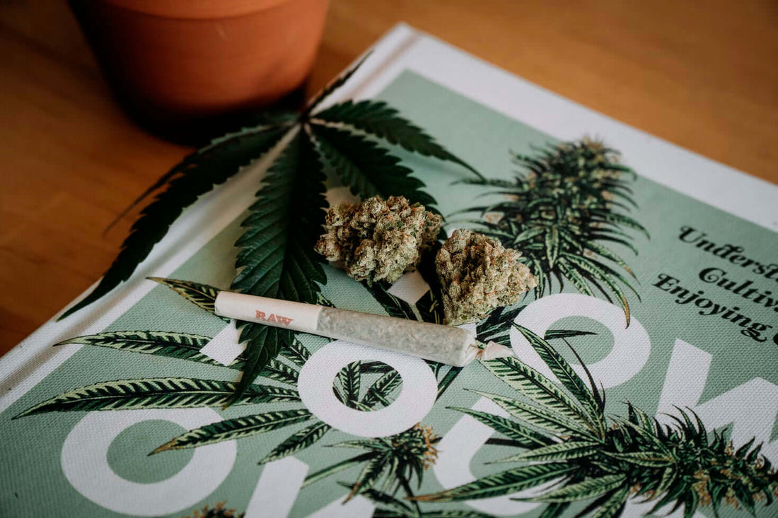 LA CANNABIS può fungere da sostituto per altre sostanze?