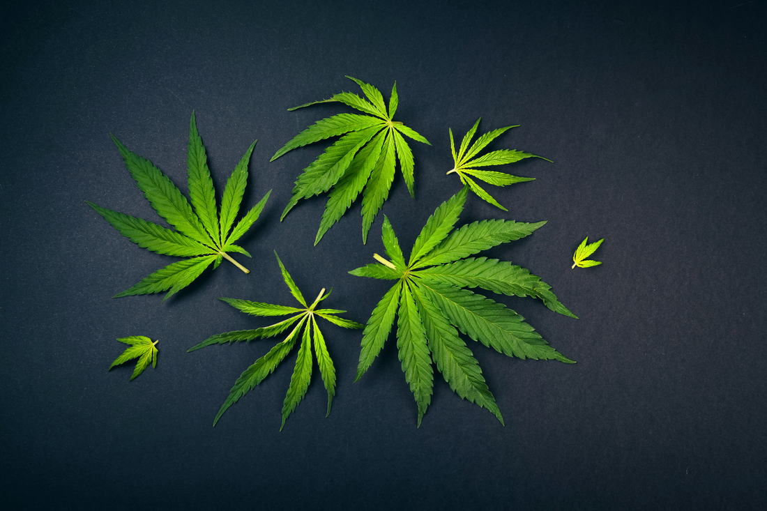 cannabis cbd settembre 2023 sostanza stupefacente Italia