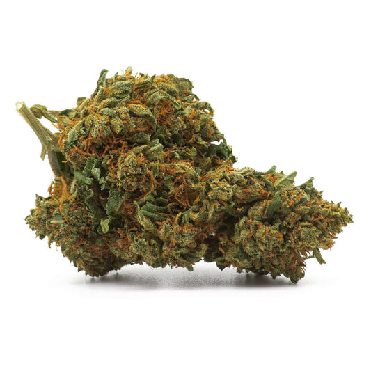 Girl Scout Cookie cannabis light legale acquistabile all'ingrosso. Sconti per quantità superiori