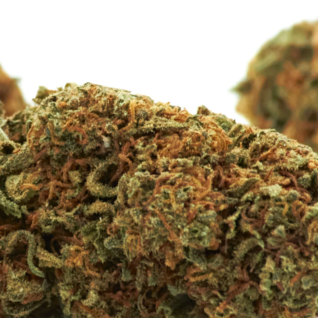 Blueberry cannabis light legale acquistabile all'ingrosso. Sconti per quantità superiori