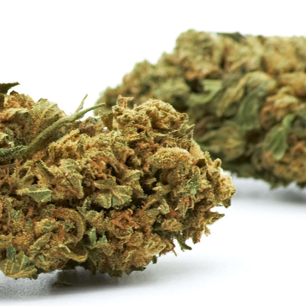 BZ1 cannabis light legale acquistabile all'ingrosso. Sconti per quantità superiori