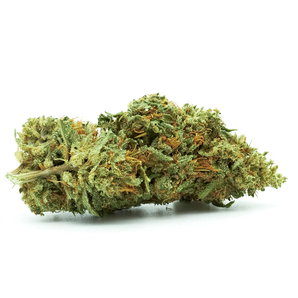 Tête compacte de lemon haze weed étincelante recouverte de trichomes ambrés