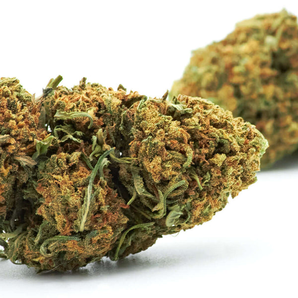 Tangerine Dream cannabis light legale acquistabile all'ingrosso. Sconti per quantità superiori