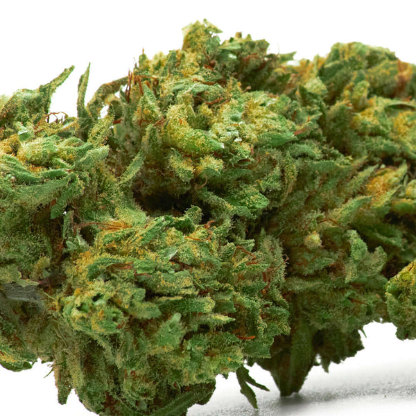 Gelato cannabis light legale acquistabile all'ingrosso. Sconti per quantità superiori