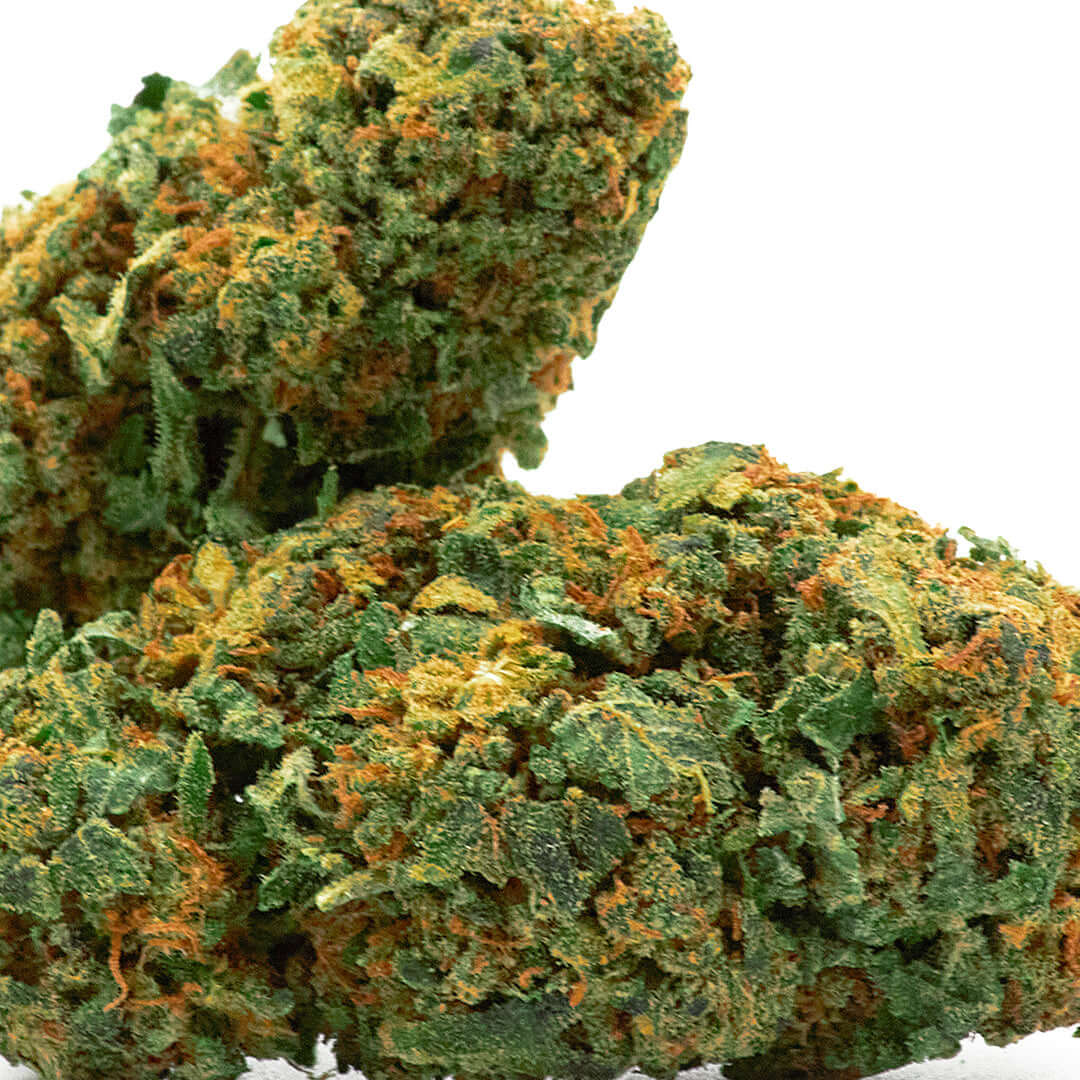 Torus cannabis light legale acquistabile all'ingrosso. Sconti per quantità superiori